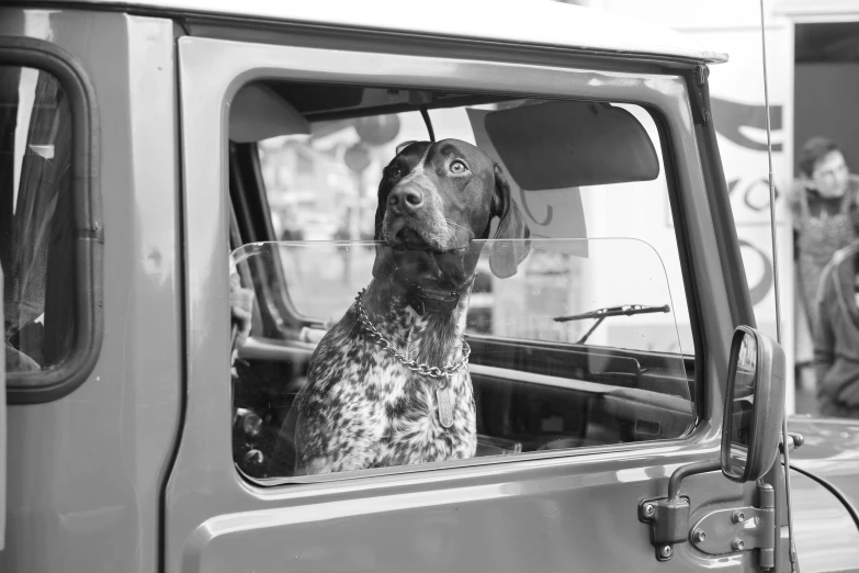 a black and white image of a dog in a truck
