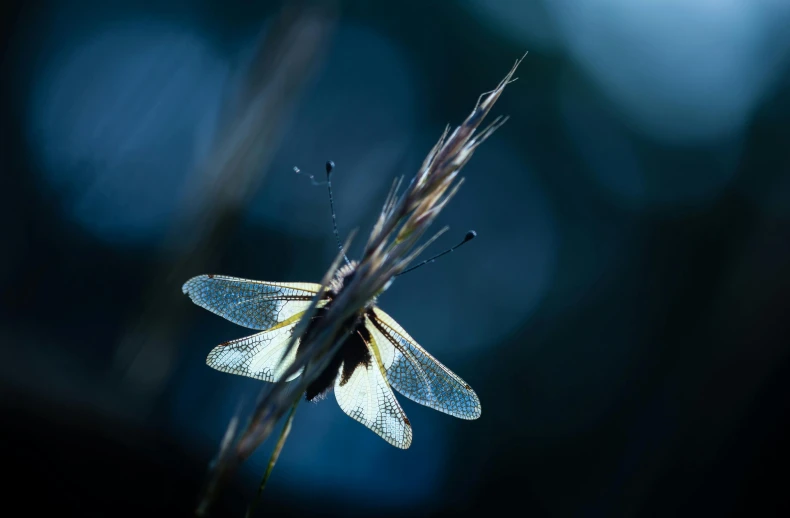 a dragonfly perches on a thin, dry stalk