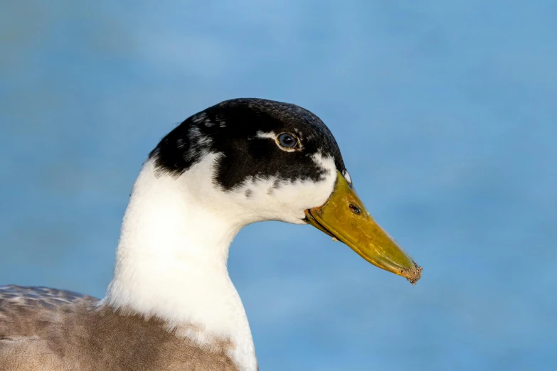 close up picture of a bird that is on the water