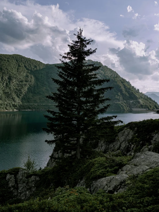 some very pretty green trees on the side of a lake