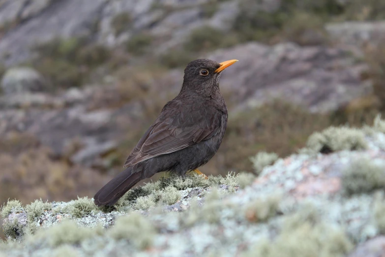 a brown bird standing on a nch in front of moss