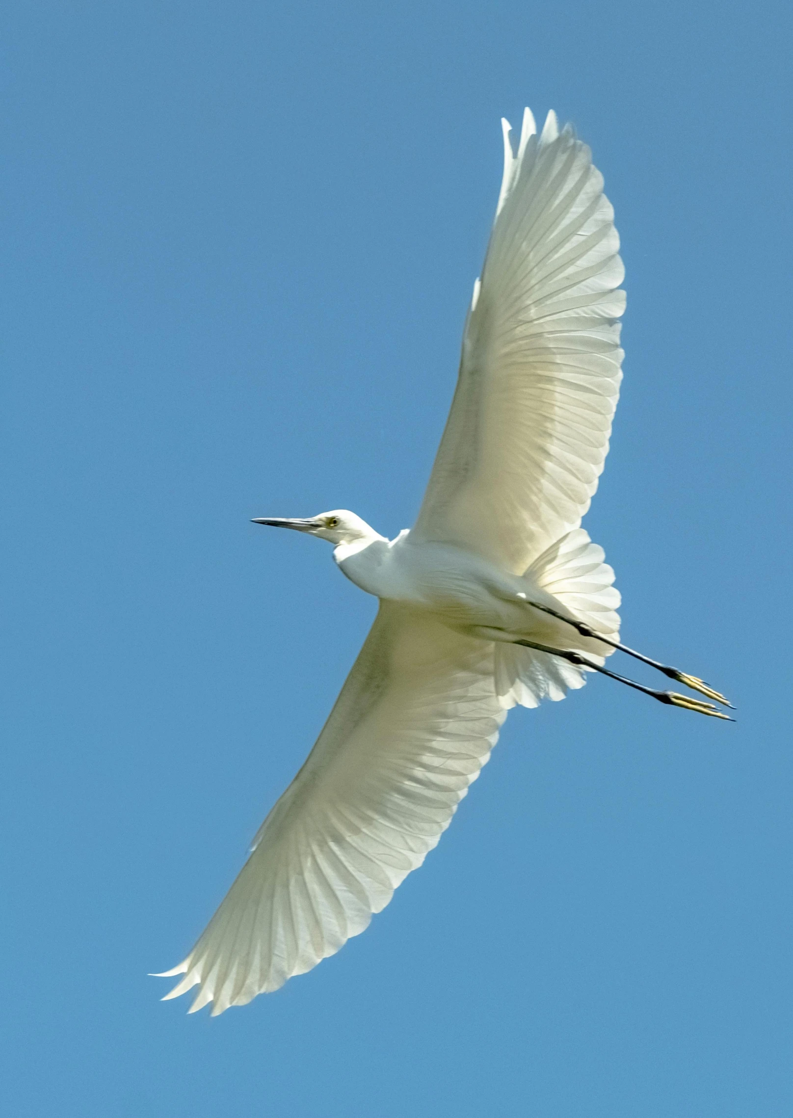 a close up of a bird in flight