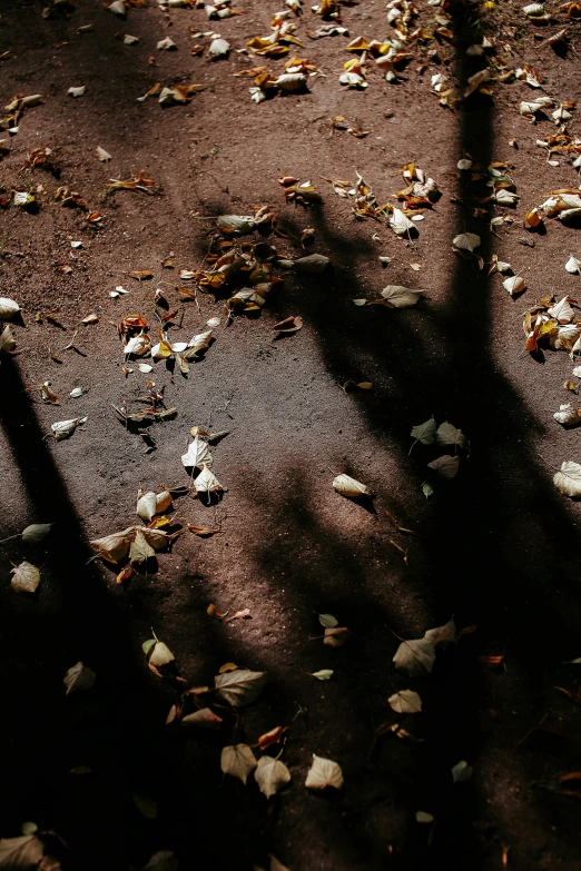 shadow of bicycle on asphalt with leaf strewn around