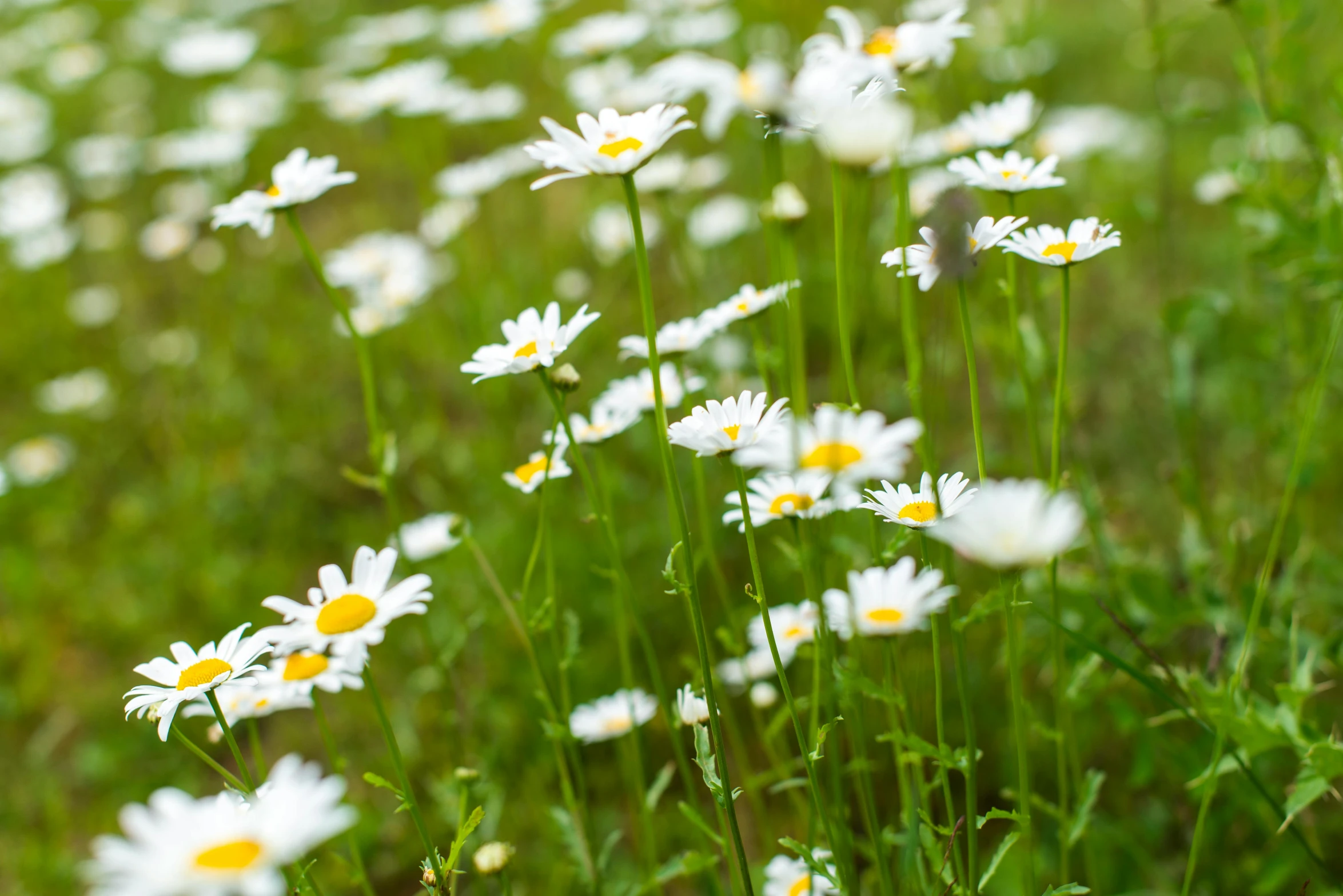 a field full of white flowers in a lush green field