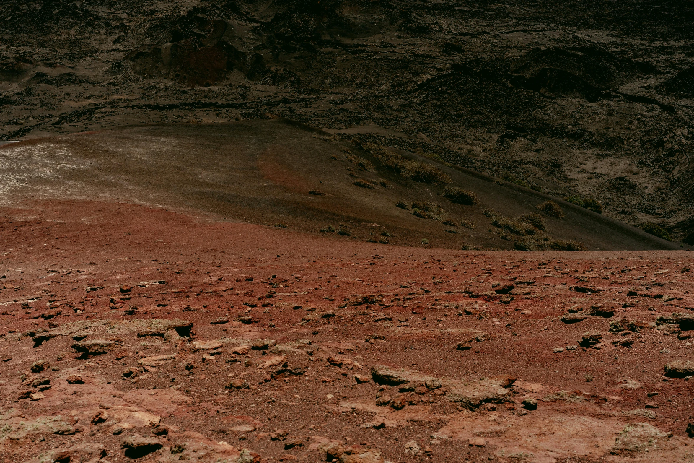 a lone animal standing in the dirt alone