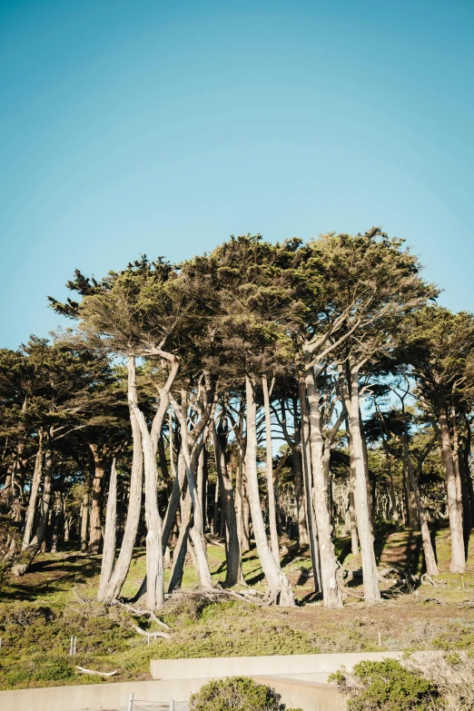 trees and benches in the grass on a sunny day