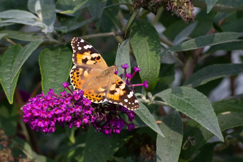 an orange and black erfly on some purple flowers