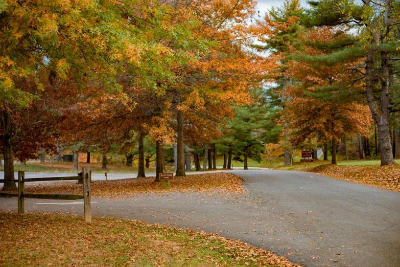 a trail in a park surrounded by trees