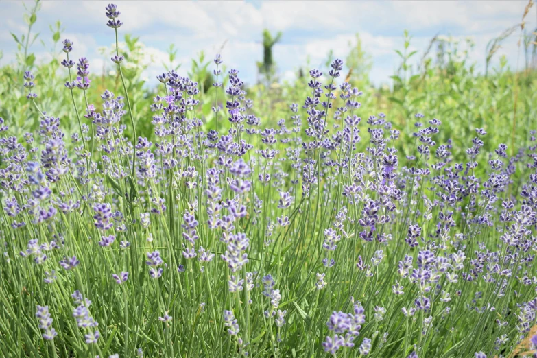 the lavender flowers are starting to bloom on the field