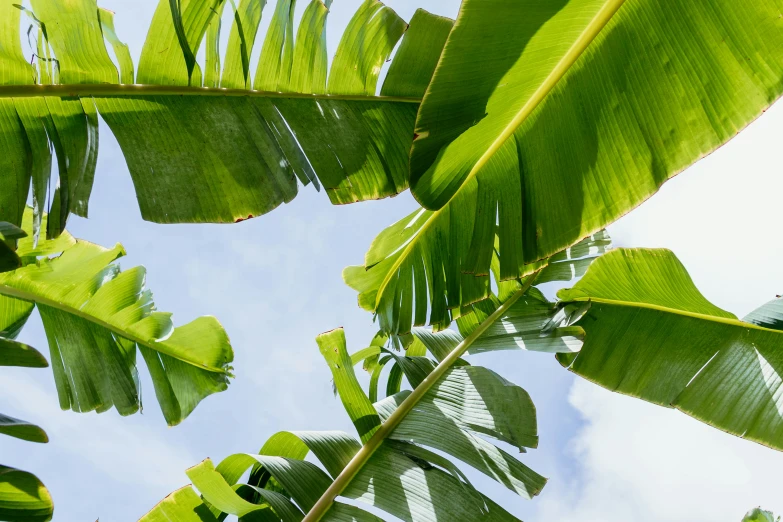 large leaves, one big and two small on a tree