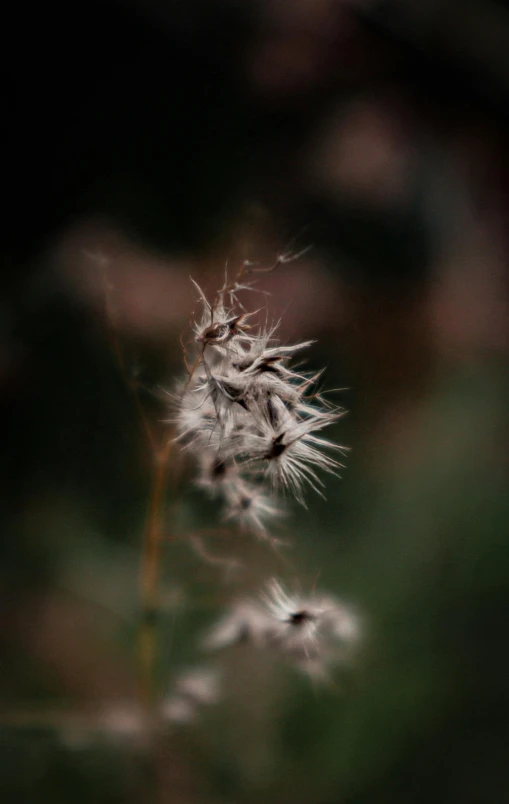 a seed from a plant with some sort of spiky plant