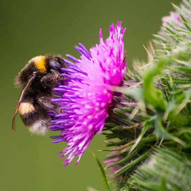 the bee is resting on the purple flower