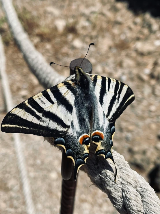 a close up of a erfly on a rope