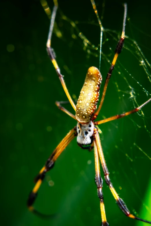 a large spider with big, yellow legs is sitting on a leaf