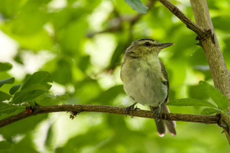 a small bird sitting on a tree nch