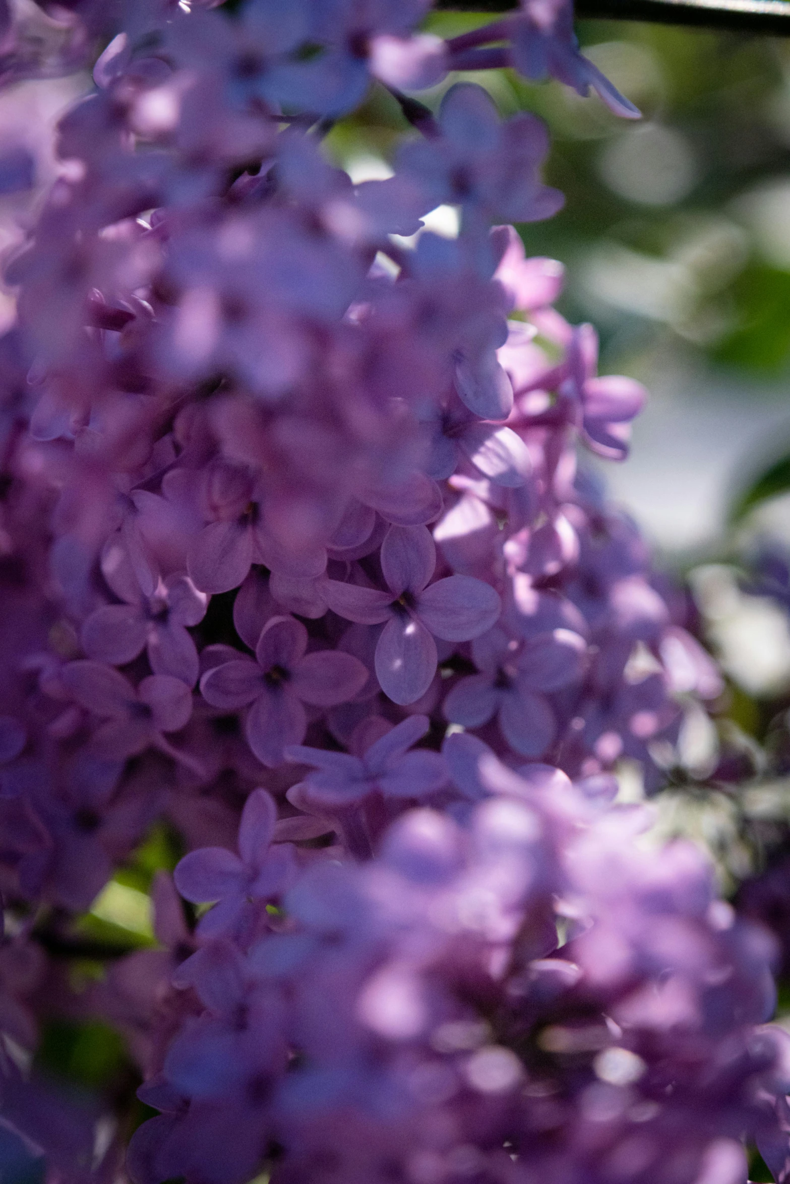 close up of the blooming flowers that hang from a nch