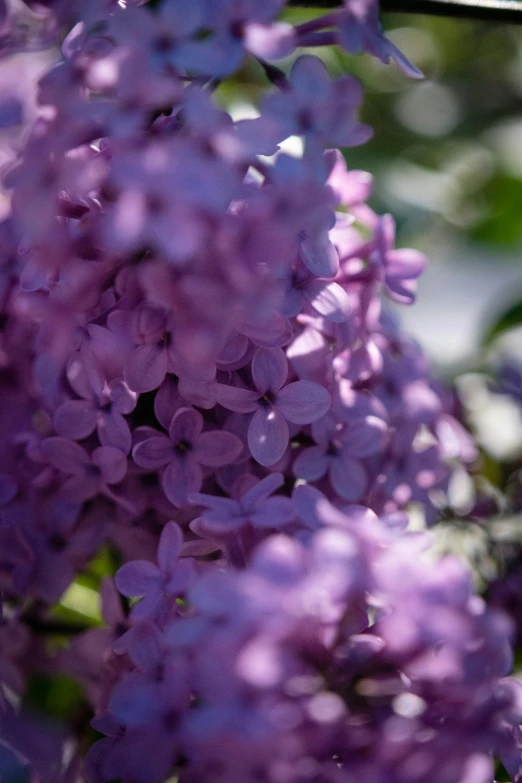 close up of the blooming flowers that hang from a nch