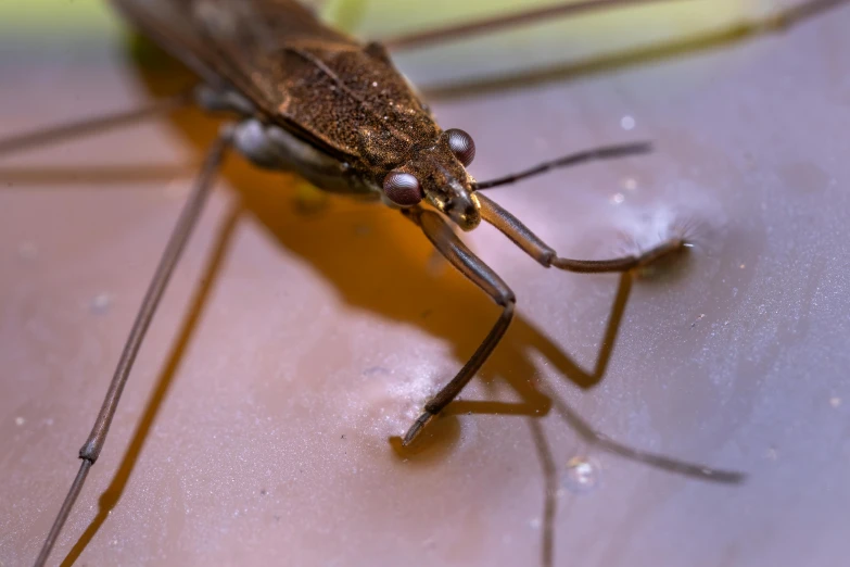 a large insect sitting on top of an open glass bottle