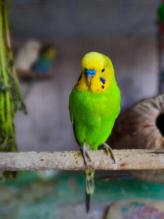 a yellow and green bird with blue eyes sitting on a tree nch