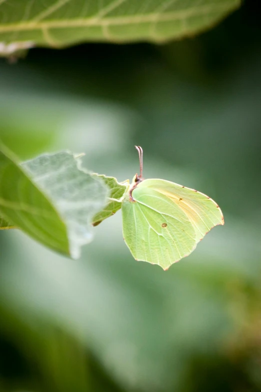 an orange and white erfly sitting on a green leaf