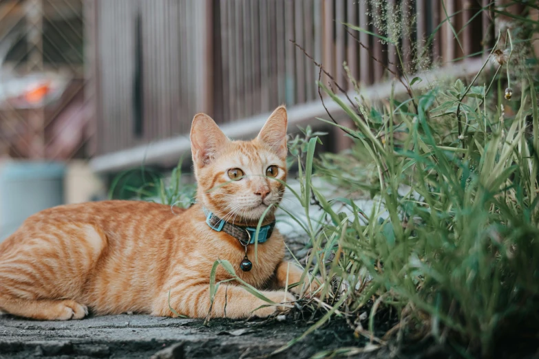 an orange cat in front of a garden