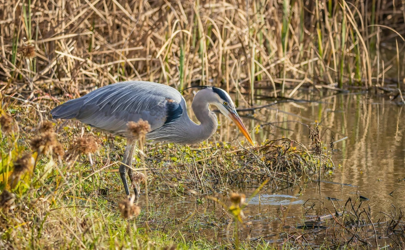 a large gray bird standing in the grass by water