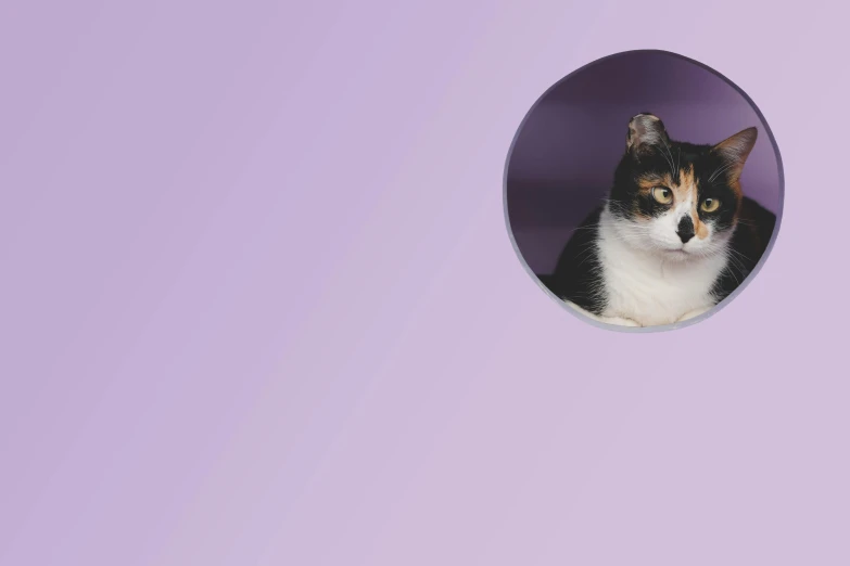 a black and white cat with yellow eyes looking in a purple circular hole