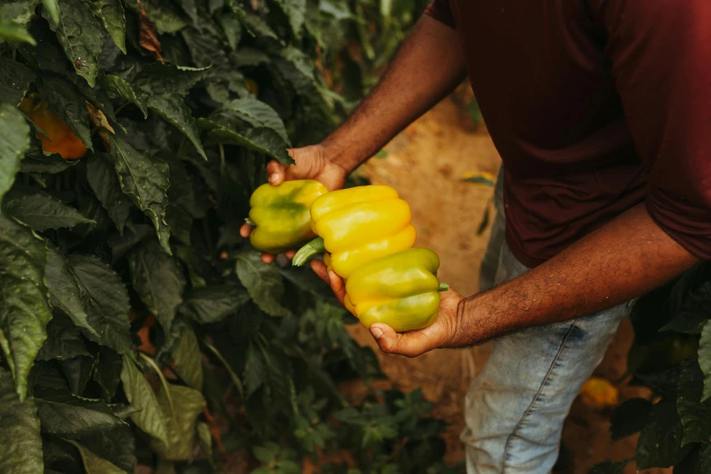 a person is holding several peppers in their hands