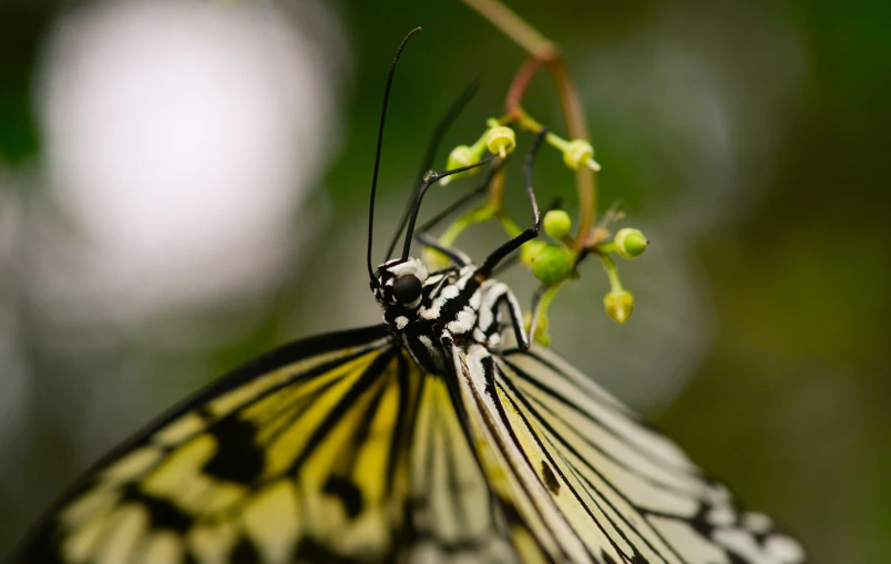 a erfly with a lot of colors sits on a flower