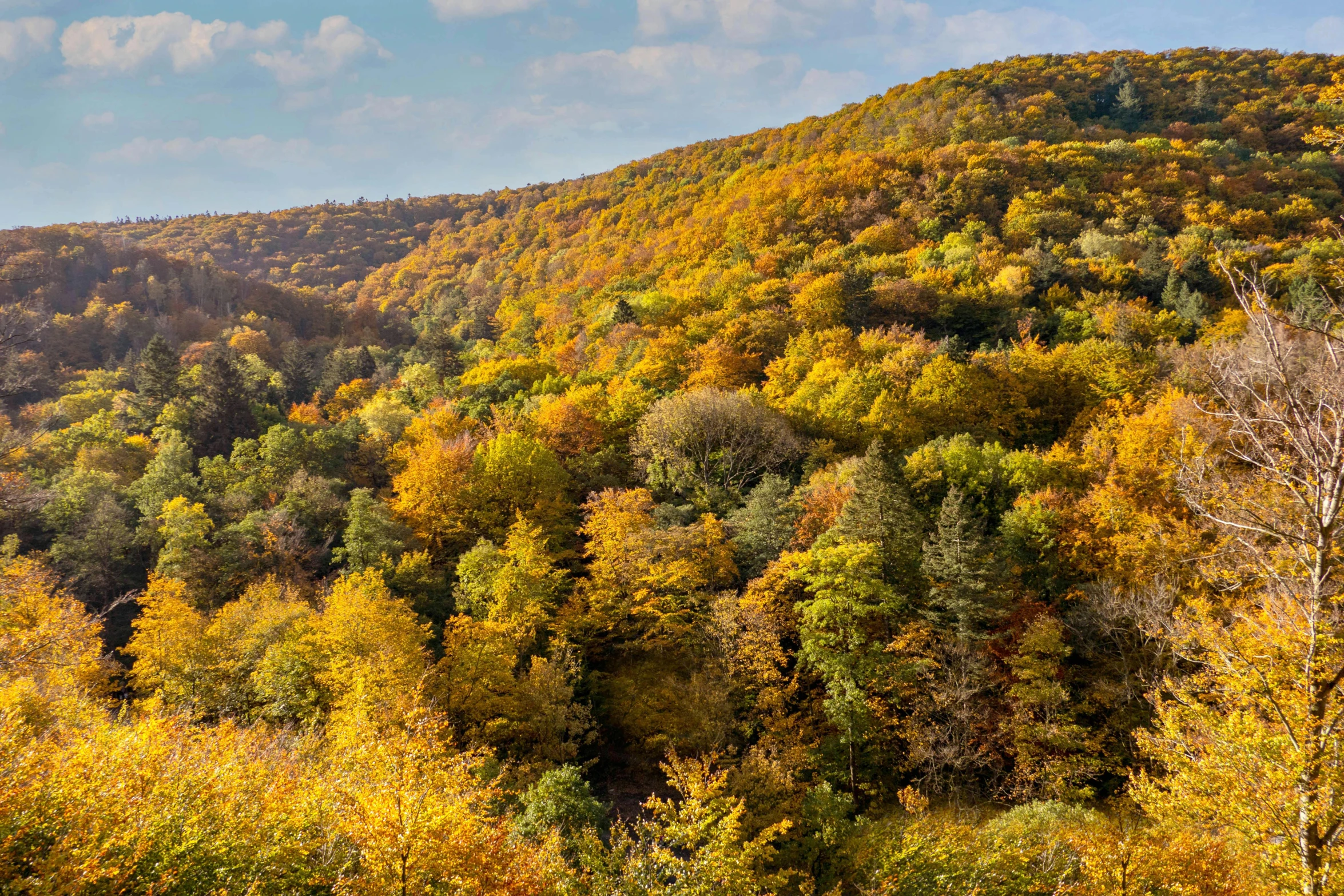 the mountains are covered in autumn colored trees