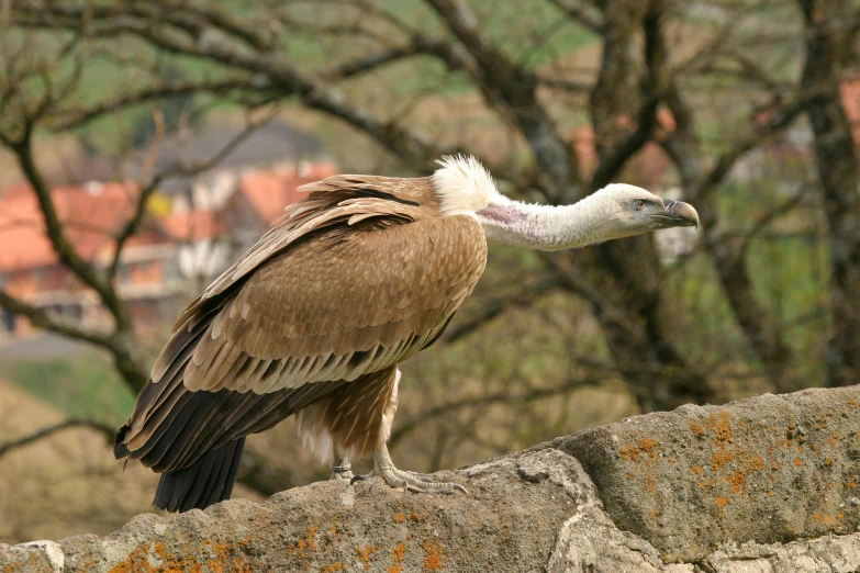 a bird with a large beak is sitting on a stone