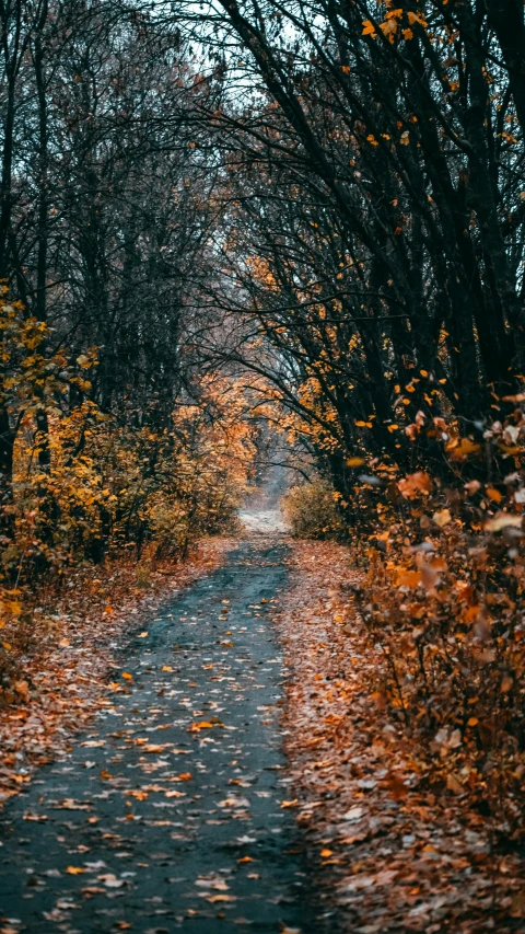 an empty road that is lined with lots of leaves