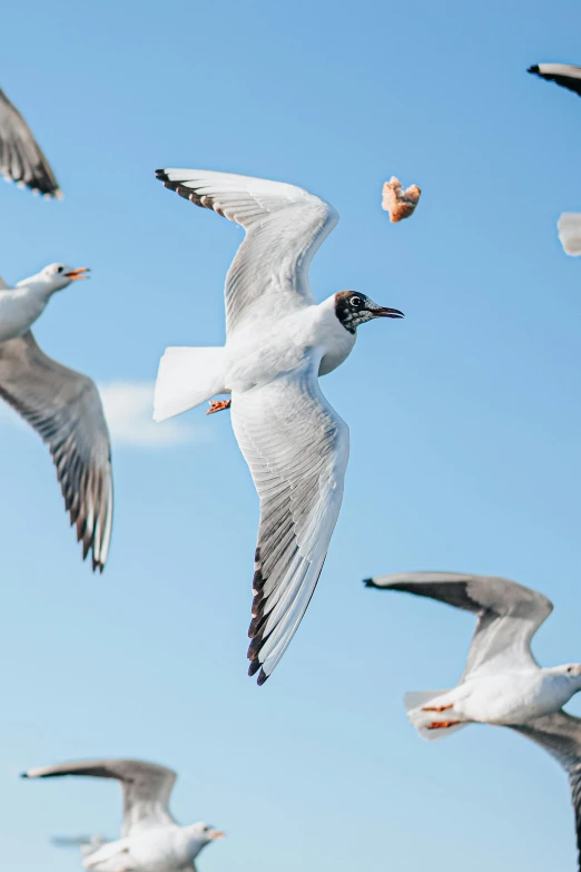 a group of seagulls flying through the blue sky