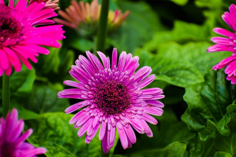this colorful flower has pink petals and large leaves