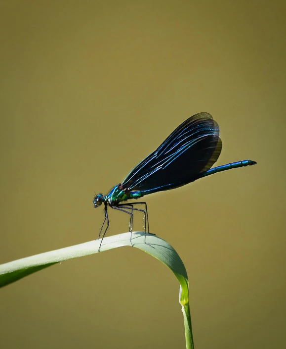 a very blue insect sitting on top of a plant