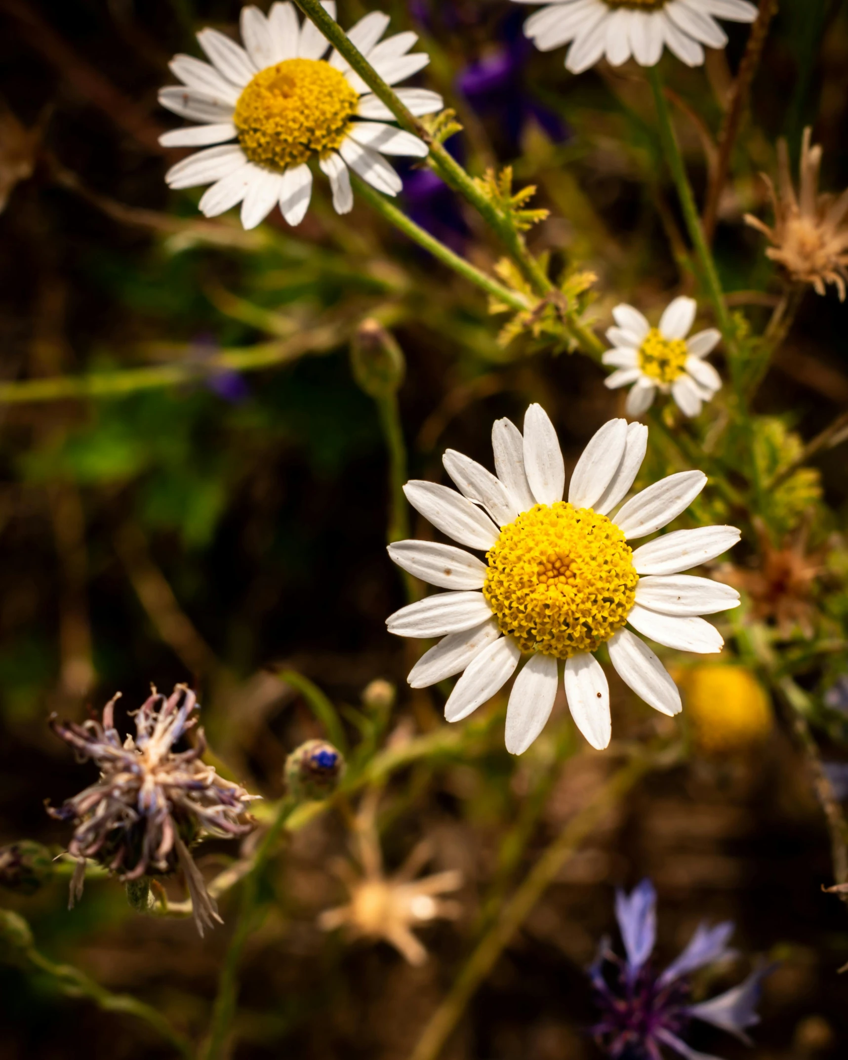 a couple of flowers that are by some grass