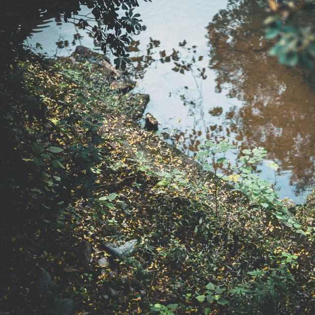 the bird is perched on the leaf covered ground near the water