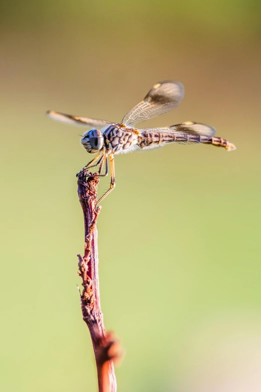 a dragonfly perched on top of a stick