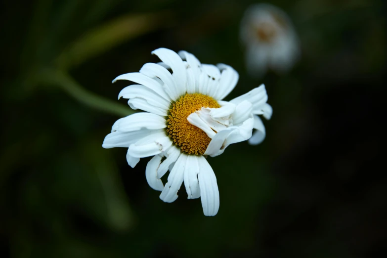 a white flower that is outside and a blurry background