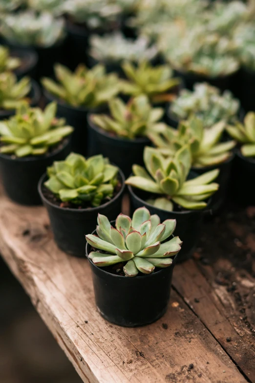 succulent plants are displayed for sale on a table