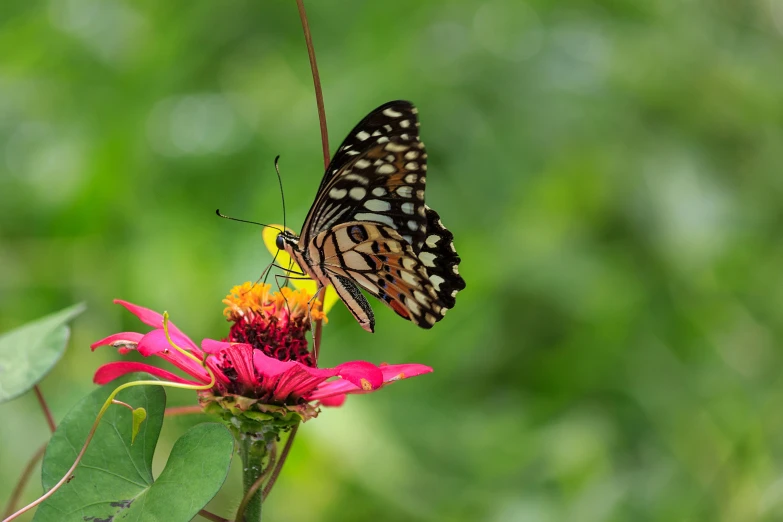 a erfly sitting on the top of a flower