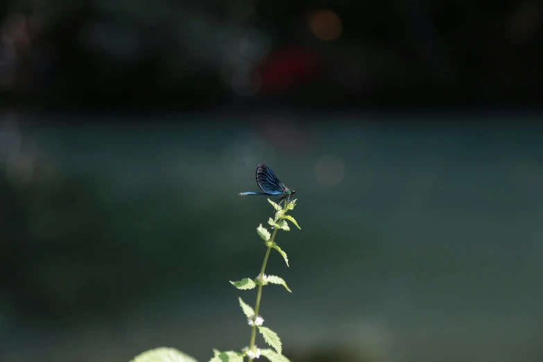 a erfly is on a flower, its blue color