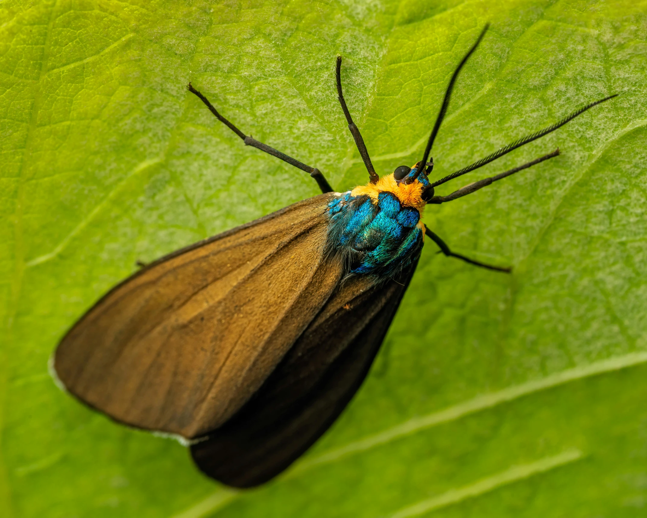 a bug is laying on a green leaf