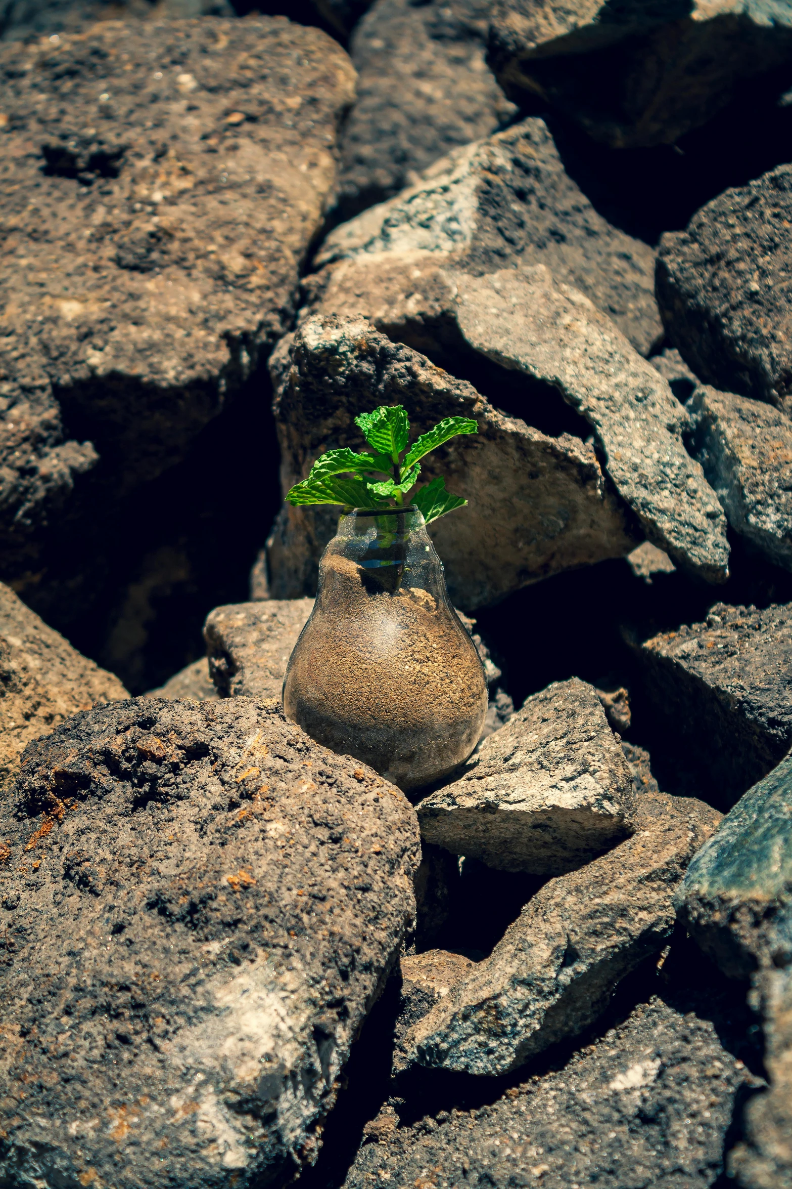 a potted plant sticking out of some kind of rock