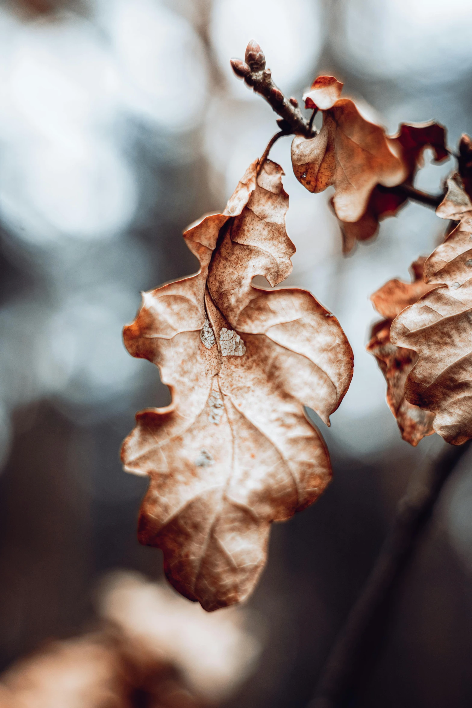 the leaves of an oak tree are brown