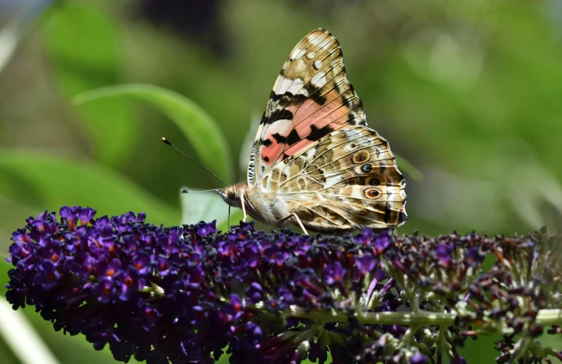 a erfly resting on a flower during the day