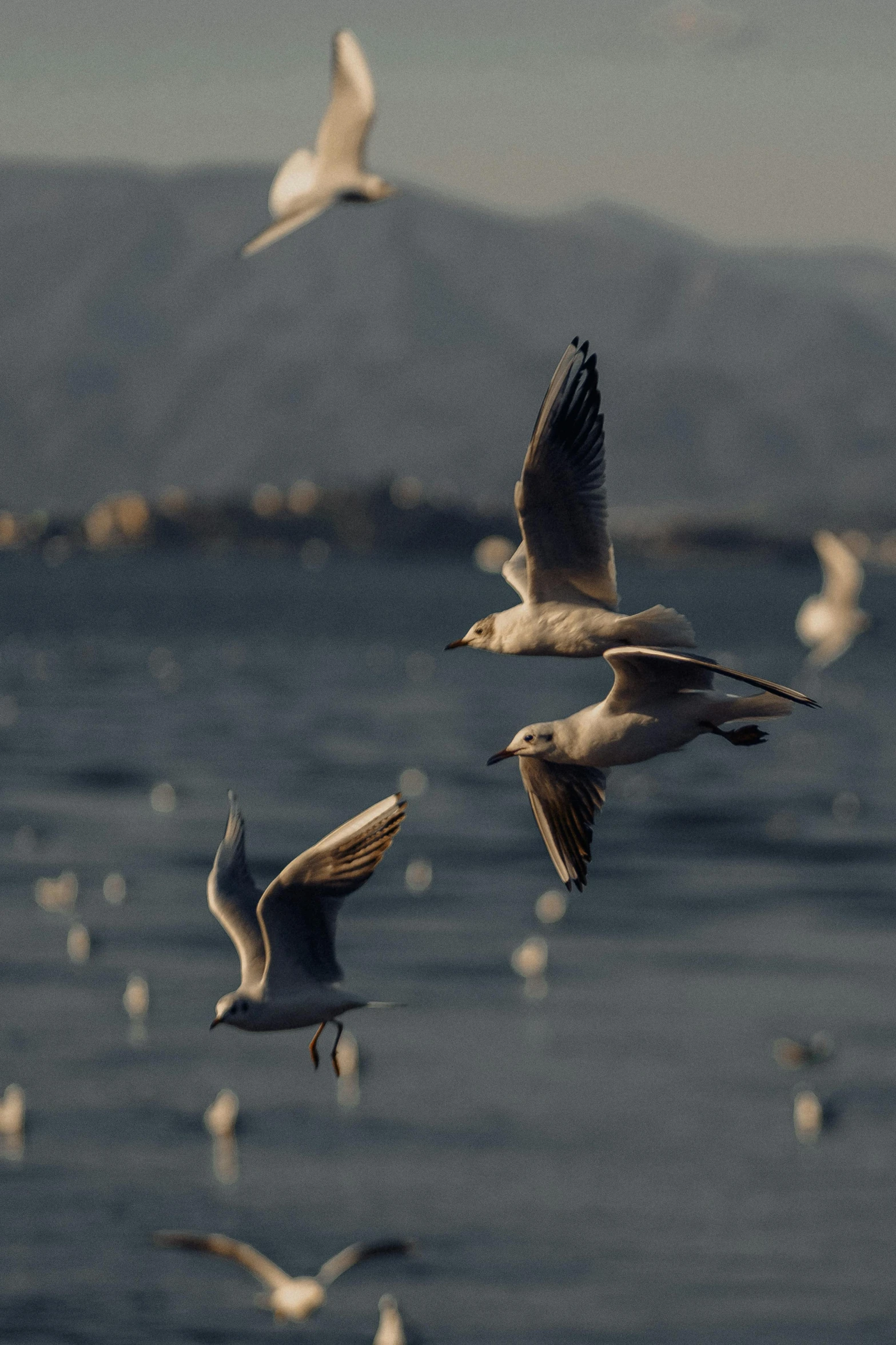 seagulls in flight over the ocean on a sunny day