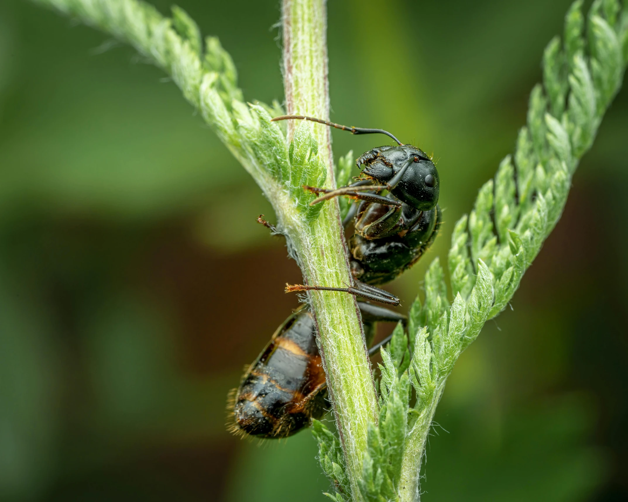 a couple of bug sitting on top of a green plant