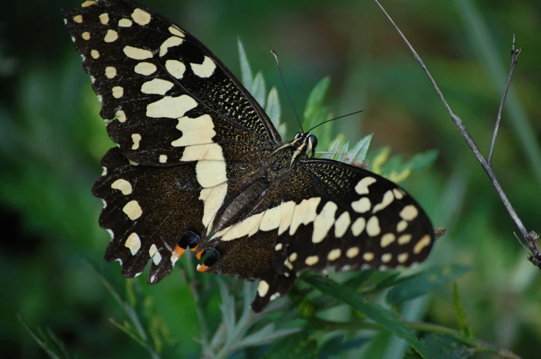 two erflies on the top of leaves on a tree