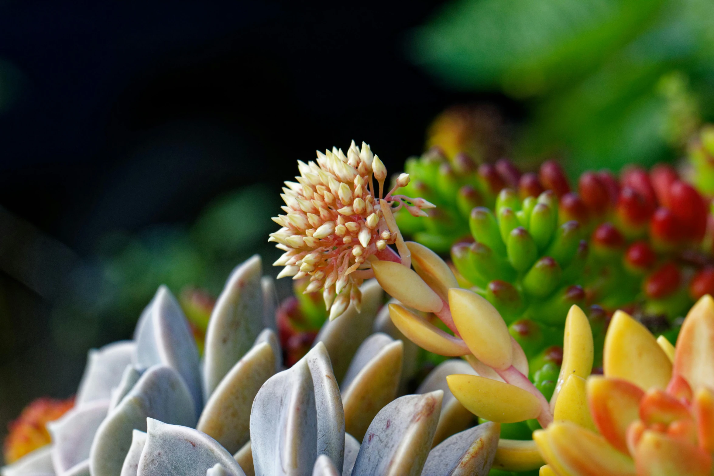 a small bunch of plant life sitting in a vase